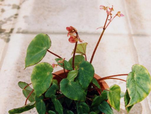 B. ‘Yutum’